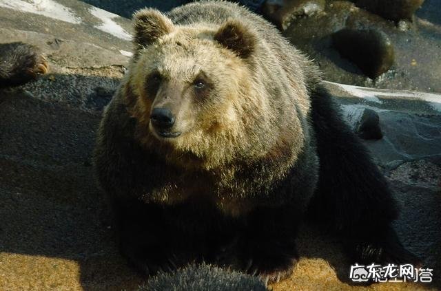 最大的棕熊与最大的湾鳄哪个更大一些?