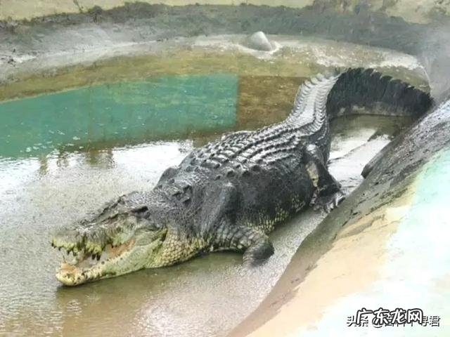 最大的棕熊与最大的湾鳄哪个更大一些?