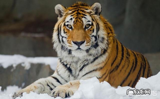 最大的棕熊与最大的湾鳄哪个更大一些?