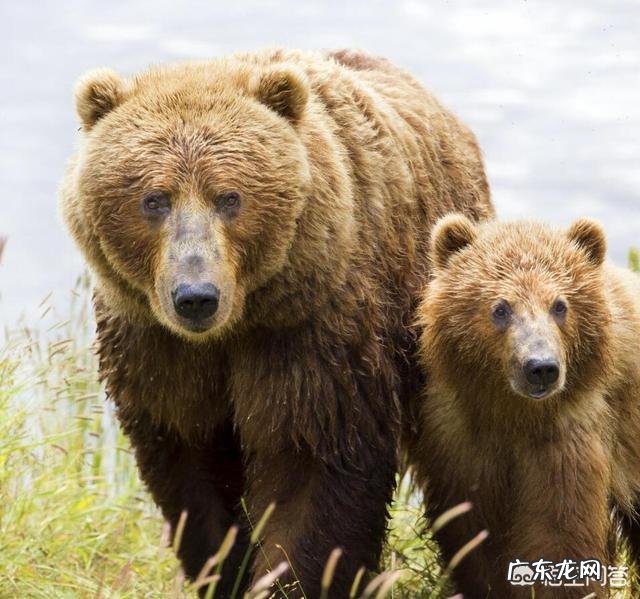 最大的棕熊与最大的湾鳄哪个更大一些?