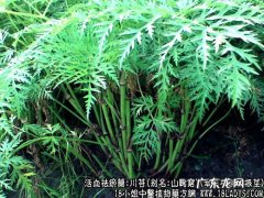 川芎图片_川芎的功效与作用