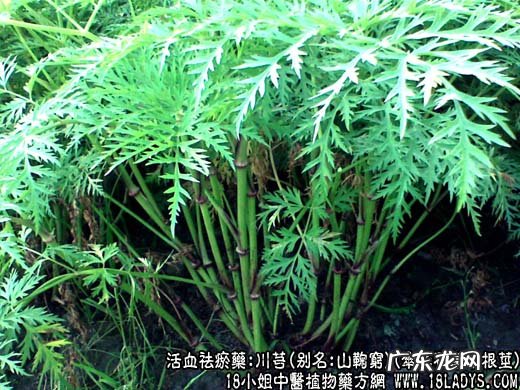 川芎图片_川芎的功效与作用