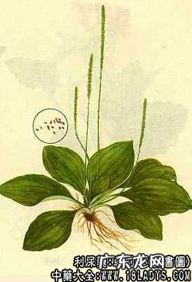 车前草图片_车前草的功效与作用