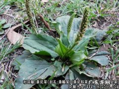 车前草图片_车前草的功效与作用