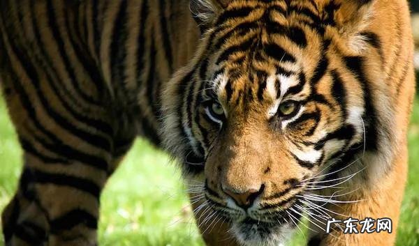 老虎的命门在哪里野外遭遇老虎时，怎么做才是正确的自救方法