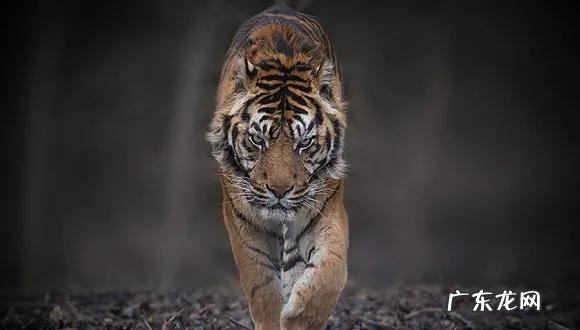 老虎的命门在哪里野外遭遇老虎时，怎么做才是正确的自救方法