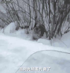 老虎的命门在哪里野外遭遇老虎时，怎么做才是正确的自救方法