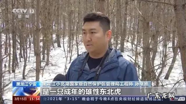 老虎的命门在哪里野外遭遇老虎时，怎么做才是正确的自救方法