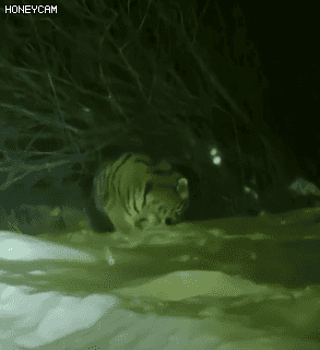 老虎的命门在哪里野外遭遇老虎时，怎么做才是正确的自救方法