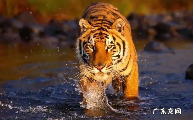 老虎的命门在哪里野外遭遇老虎时，怎么做才是正确的自救方法