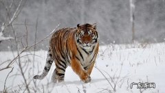 老虎的命门在哪里野外遭遇老虎时，怎么做才是正确的自救方法