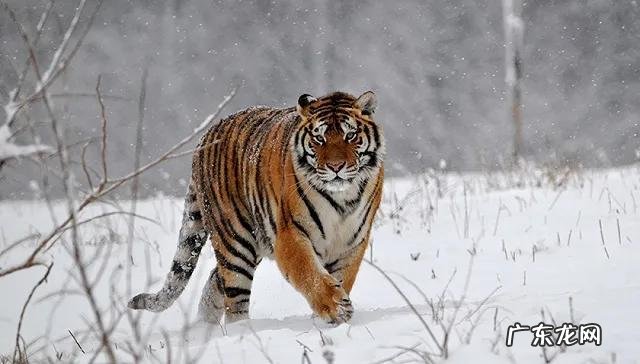 老虎的命门在哪里野外遭遇老虎时，怎么做才是正确的自救方法