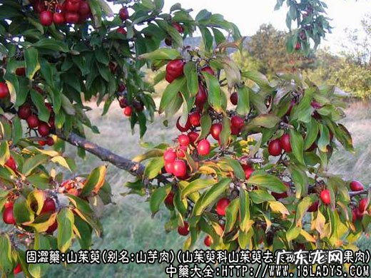 山茱萸图片_山茱萸的功效与作用