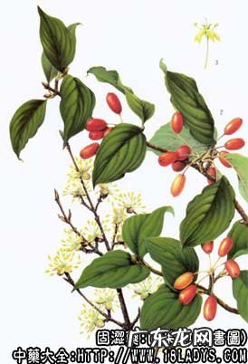 山茱萸图片_山茱萸的功效与作用