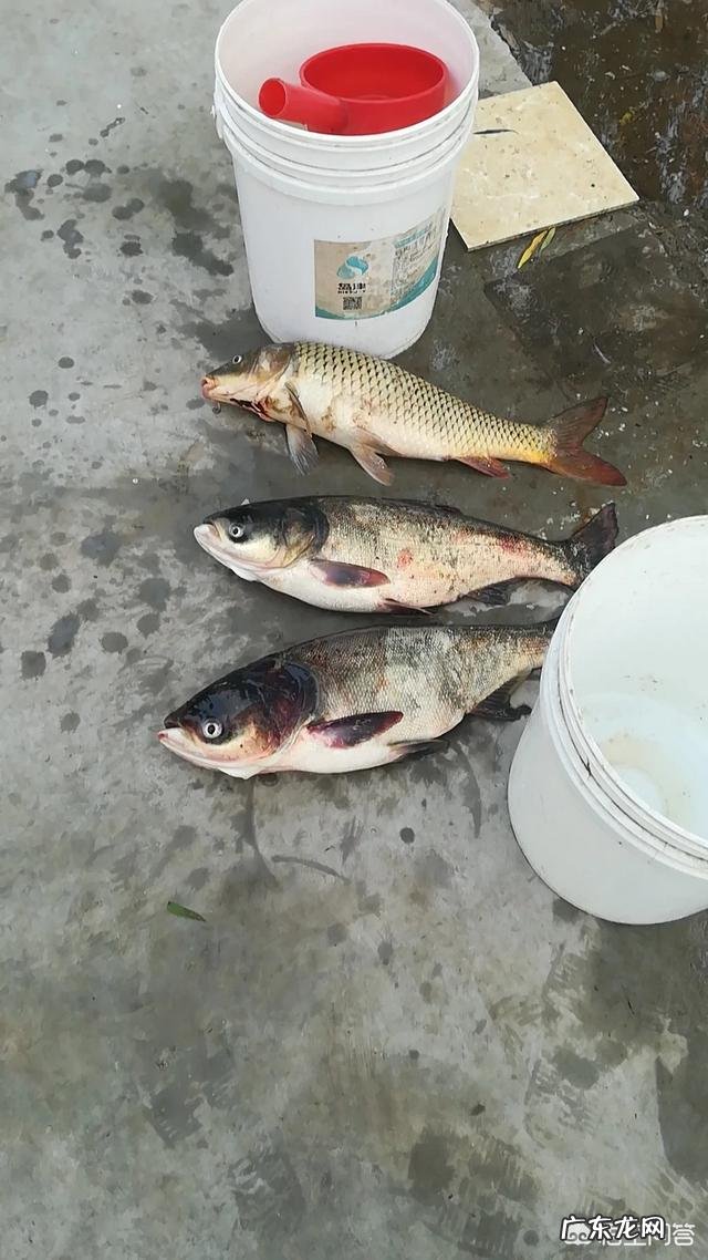 蚯蚓用酒泡过后用来钓鱼怎么样?