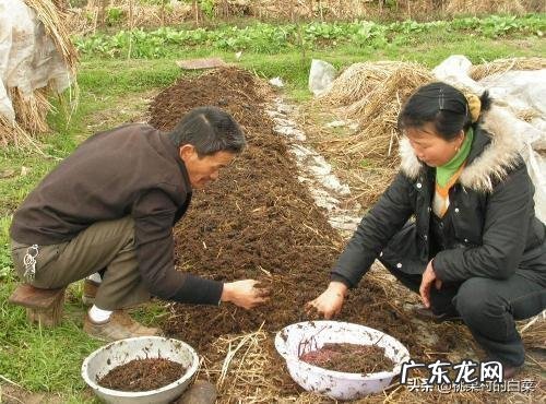 蚯蚓用酒泡过后用来钓鱼怎么样?