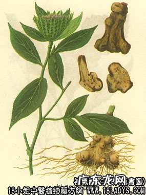 白术图片_白术的功效与作用