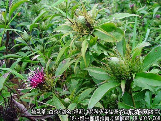 白术图片_白术的功效与作用