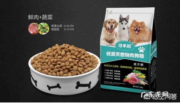泰迪犬除了吃狗粮,还能吃哪些食物