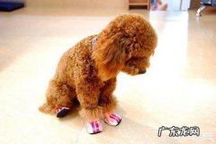 泰迪犬除了吃狗粮，还能吃哪些食物