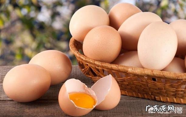 泰迪犬除了吃狗粮,还能吃哪些食物