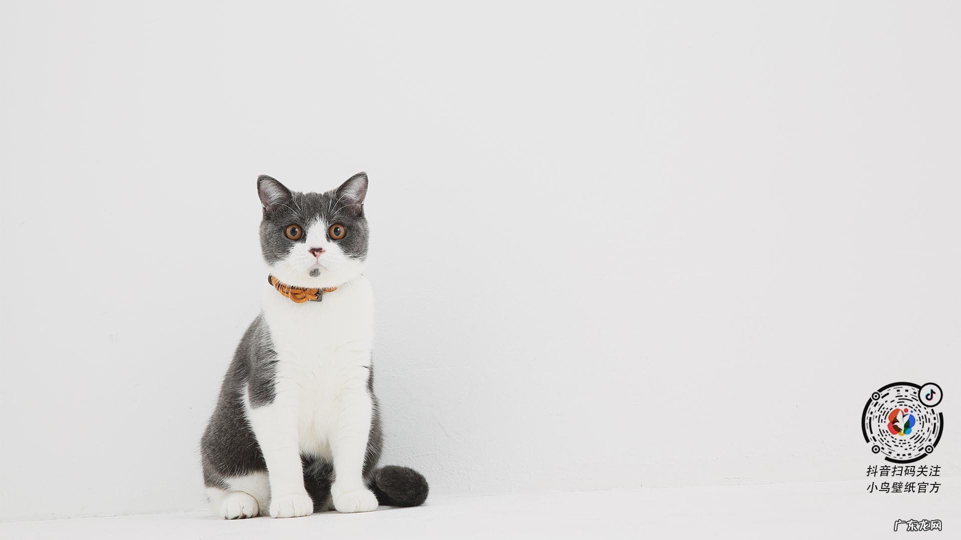 干荷叶和什么配在一起喝会减肥