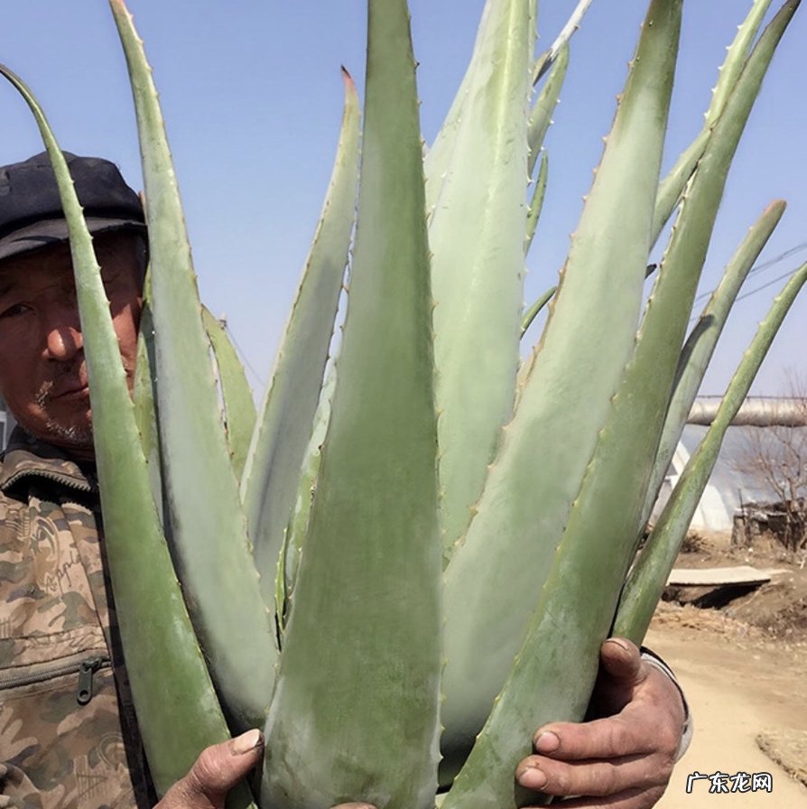 哪些食物吃过一次就知道再不会吃了