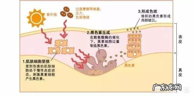 日常护肤品所直接作用的肌肤层次为？ 修复痘痘肌肤的护肤品
