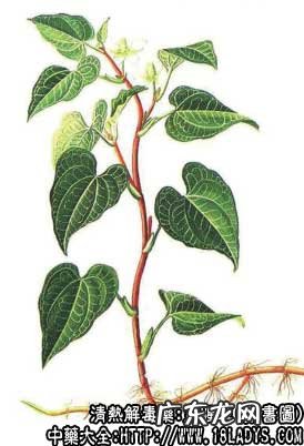 鱼腥草图片_鱼腥草的功效与作用