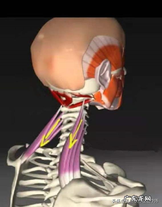 拔火罐对身体健康有好处吗？可以拔出湿气和寒气吗？