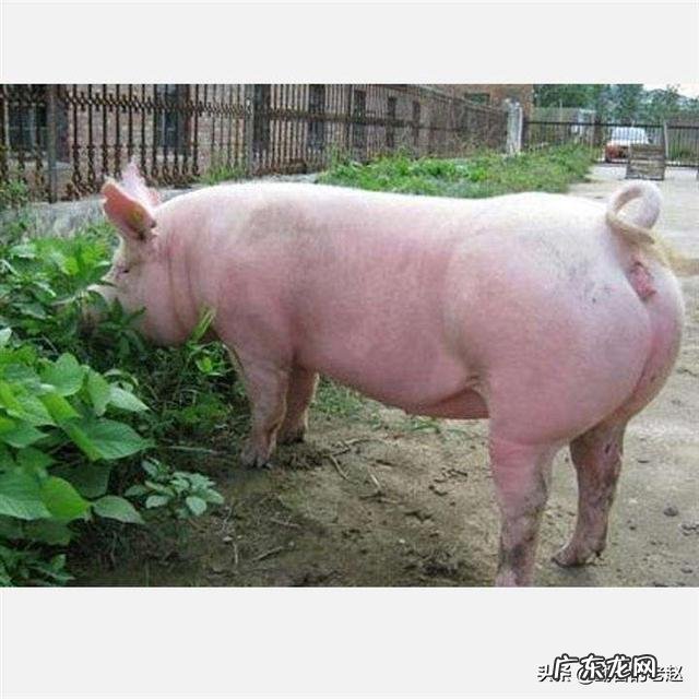 买一条5.2斤的草鱼,宰完还剩3.56斤,正常吗