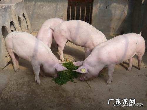 买一条5.2斤的草鱼,宰完还剩3.56斤,正常吗