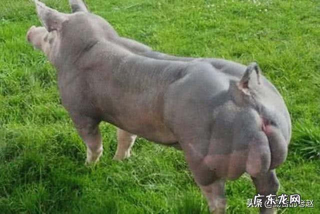 买一条5.2斤的草鱼，宰完还剩3.56斤，正常吗