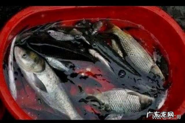 买一条5.2斤的草鱼，宰完还剩3.56斤，正常吗