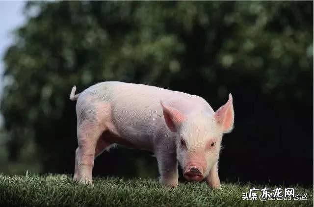 买一条5.2斤的草鱼，宰完还剩3.56斤，正常吗