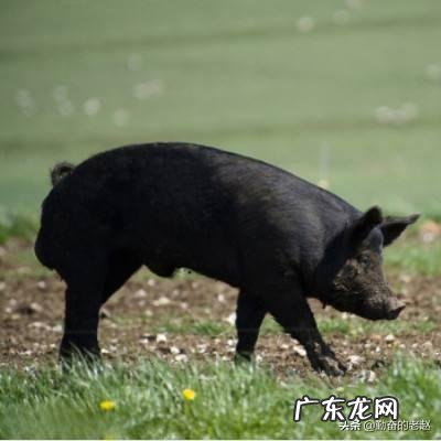 买一条5.2斤的草鱼,宰完还剩3.56斤,正常吗