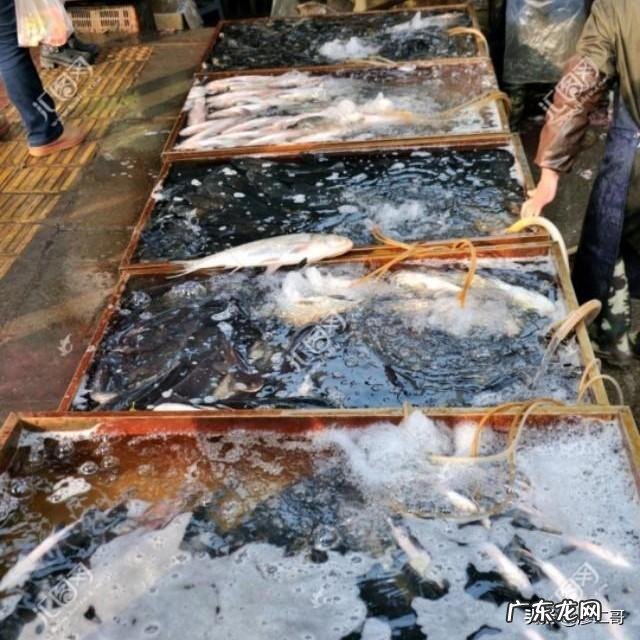 买一条5.2斤的草鱼，宰完还剩3.56斤，正常吗