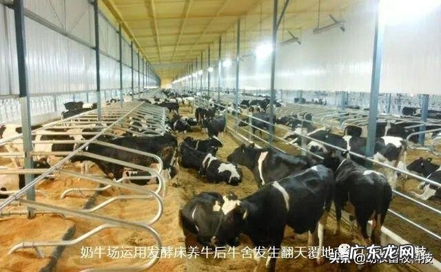 薄垫料发酵床养牛好不好?