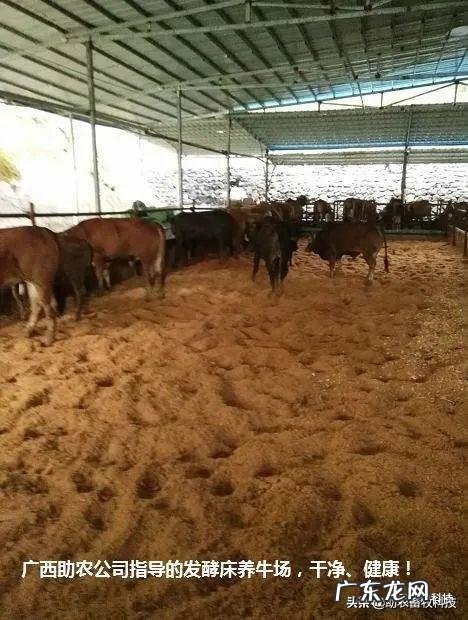 薄垫料发酵床养牛好不好?