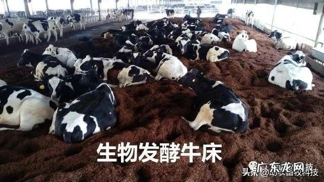 薄垫料发酵床养牛好不好?