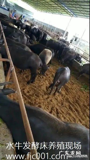 薄垫料发酵床养牛好不好?