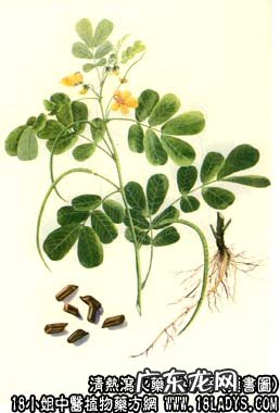 决明子图片_决明子的功效与作用及食用方法