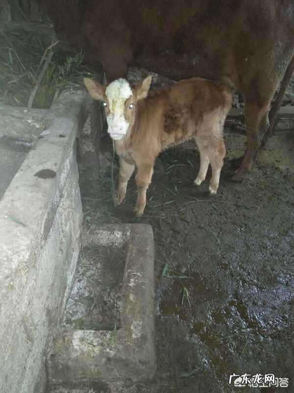 出生8天的小牛拉血是怎么回事？用什么药？