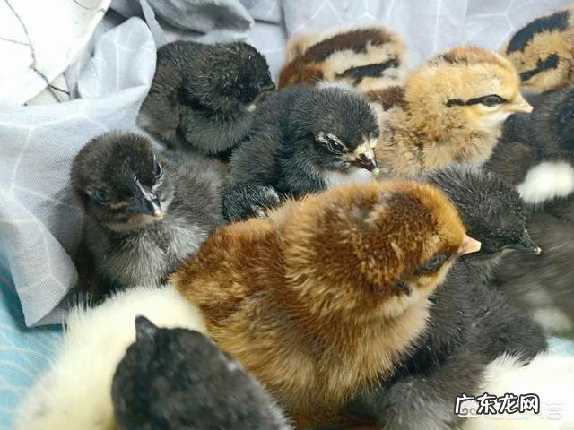 出生8天的小牛拉血是怎么回事？用什么药？