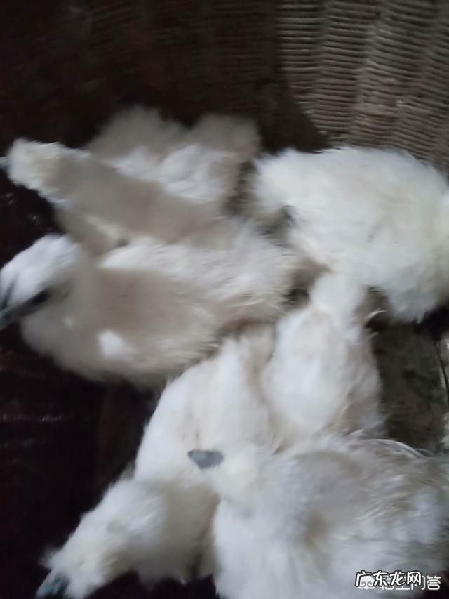 出生8天的小牛拉血是怎么回事？用什么药？