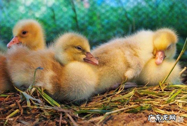 出生8天的小牛拉血是怎么回事？用什么药？