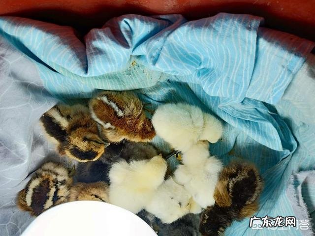 出生8天的小牛拉血是怎么回事？用什么药？