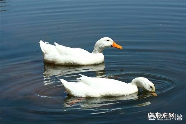 出生8天的小牛拉血是怎么回事？用什么药？