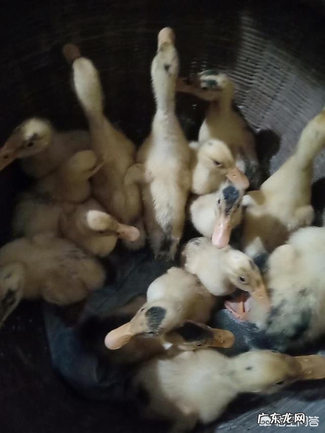 出生8天的小牛拉血是怎么回事？用什么药？