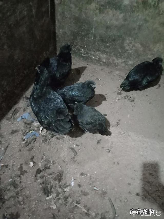 出生8天的小牛拉血是怎么回事？用什么药？